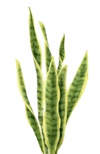 Snake Plant Snake Plant